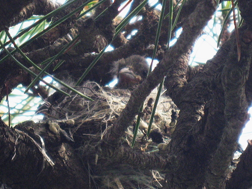 巣から覗くカワラヒワのヒナ